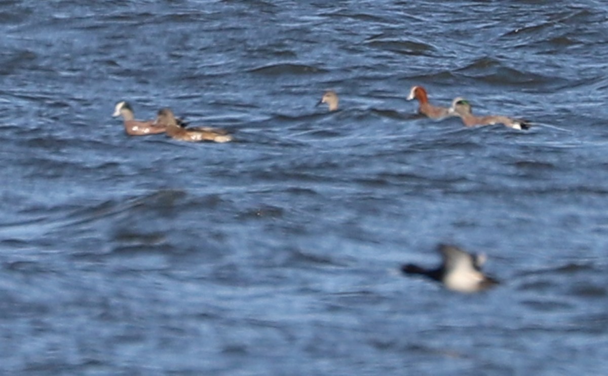 Eurasian Wigeon - ML631538322