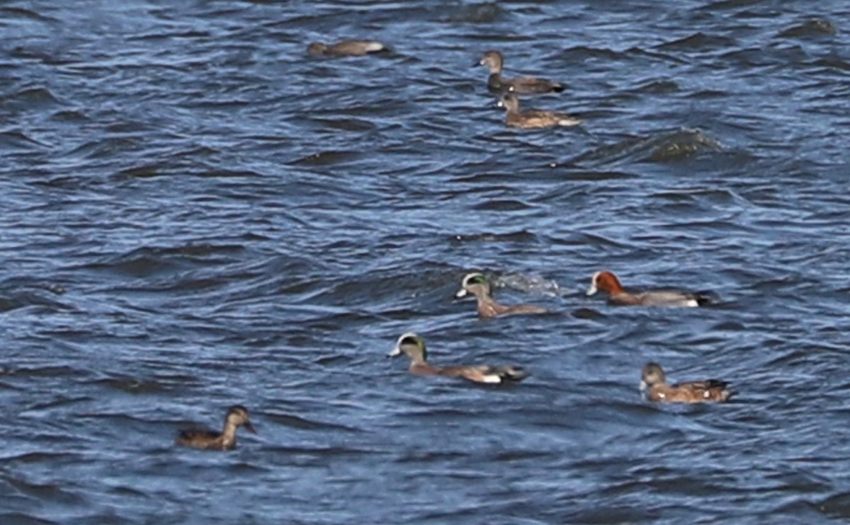 Eurasian Wigeon - ML631538327