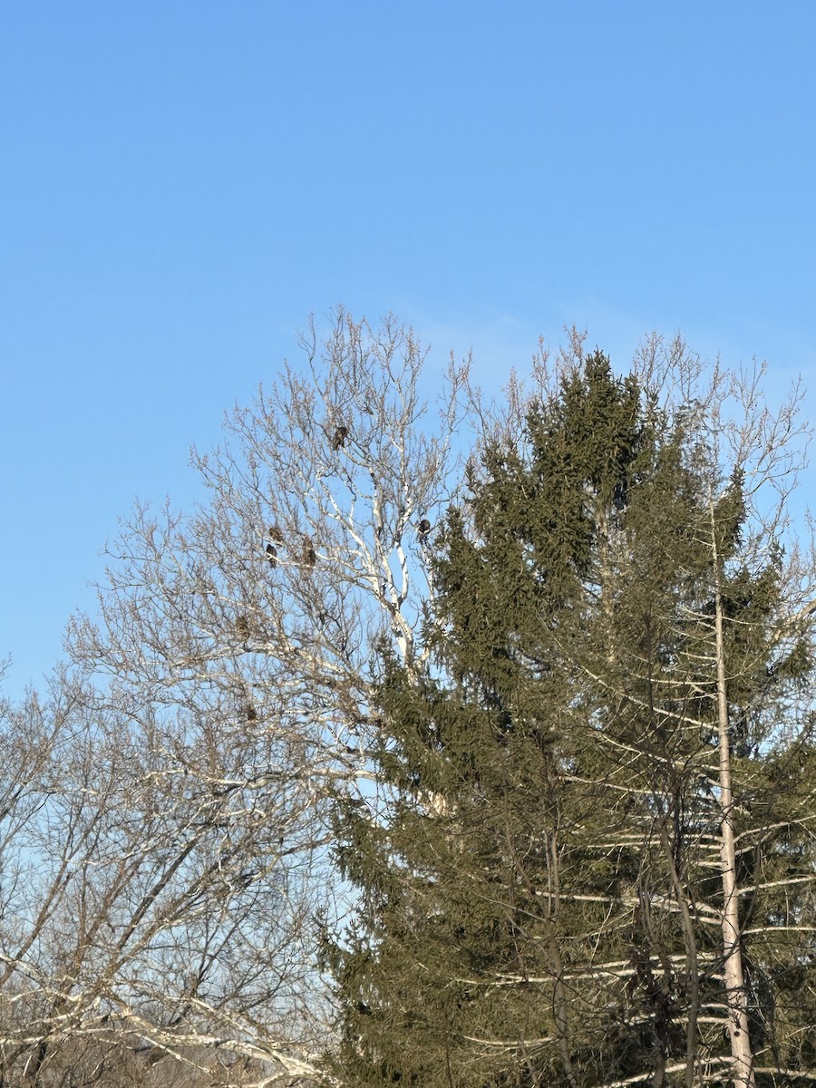 Turkey Vulture - ML631538337
