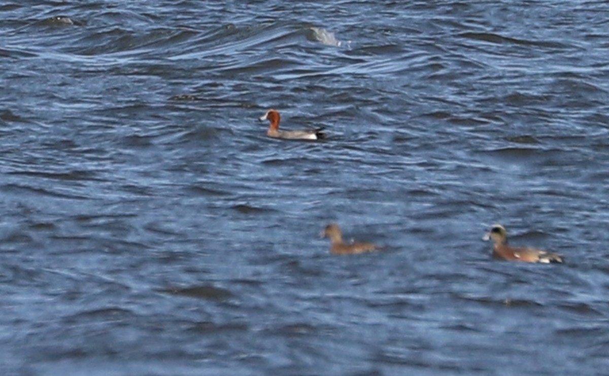 Eurasian Wigeon - ML631538339