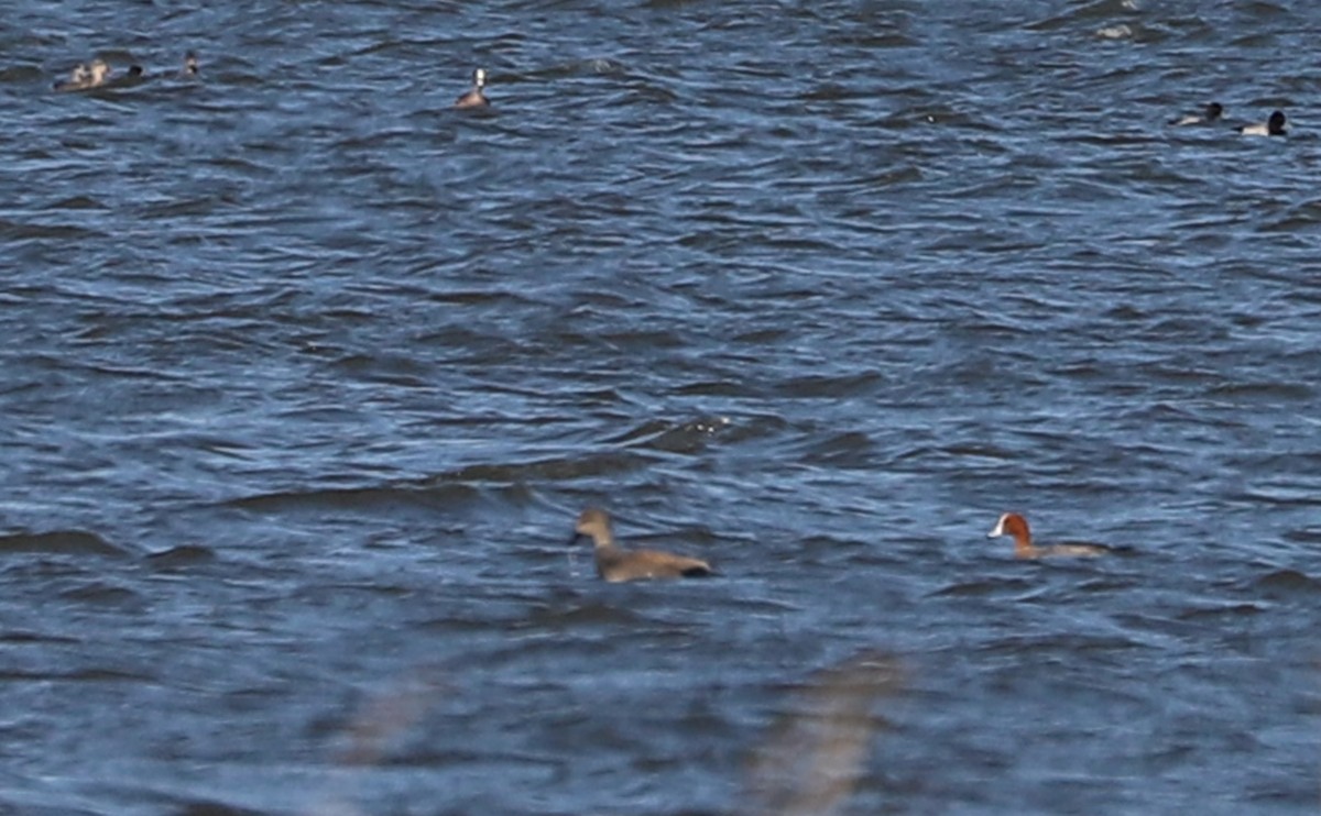 Eurasian Wigeon - ML631538343
