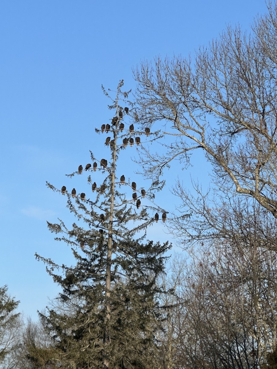 Turkey Vulture - ML631538349