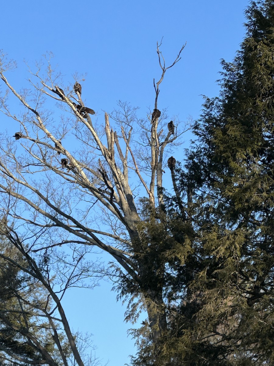 Turkey Vulture - ML631538350