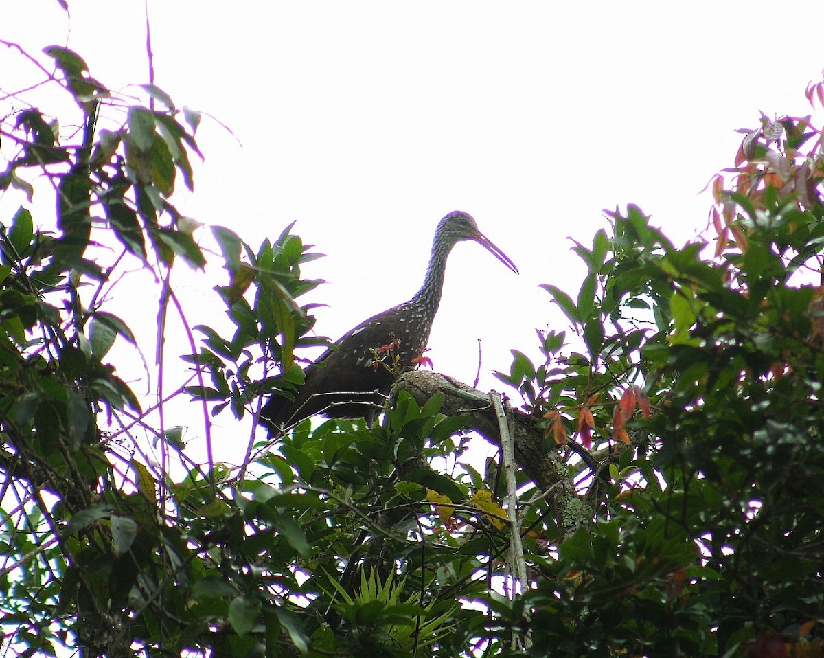 Limpkin - ML631538447