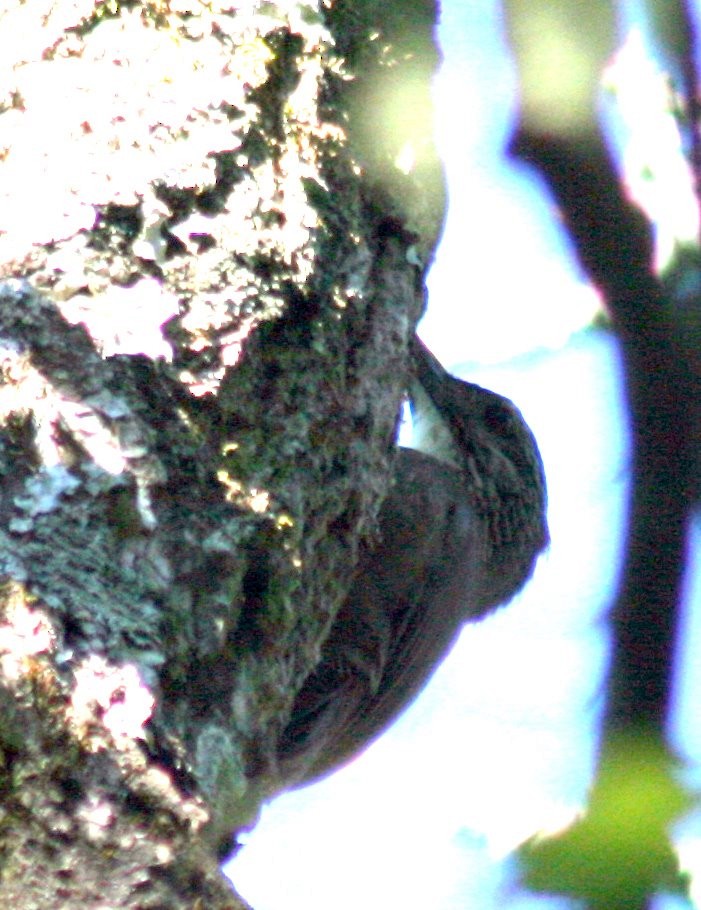 White-throated Woodcreeper - ML63153851