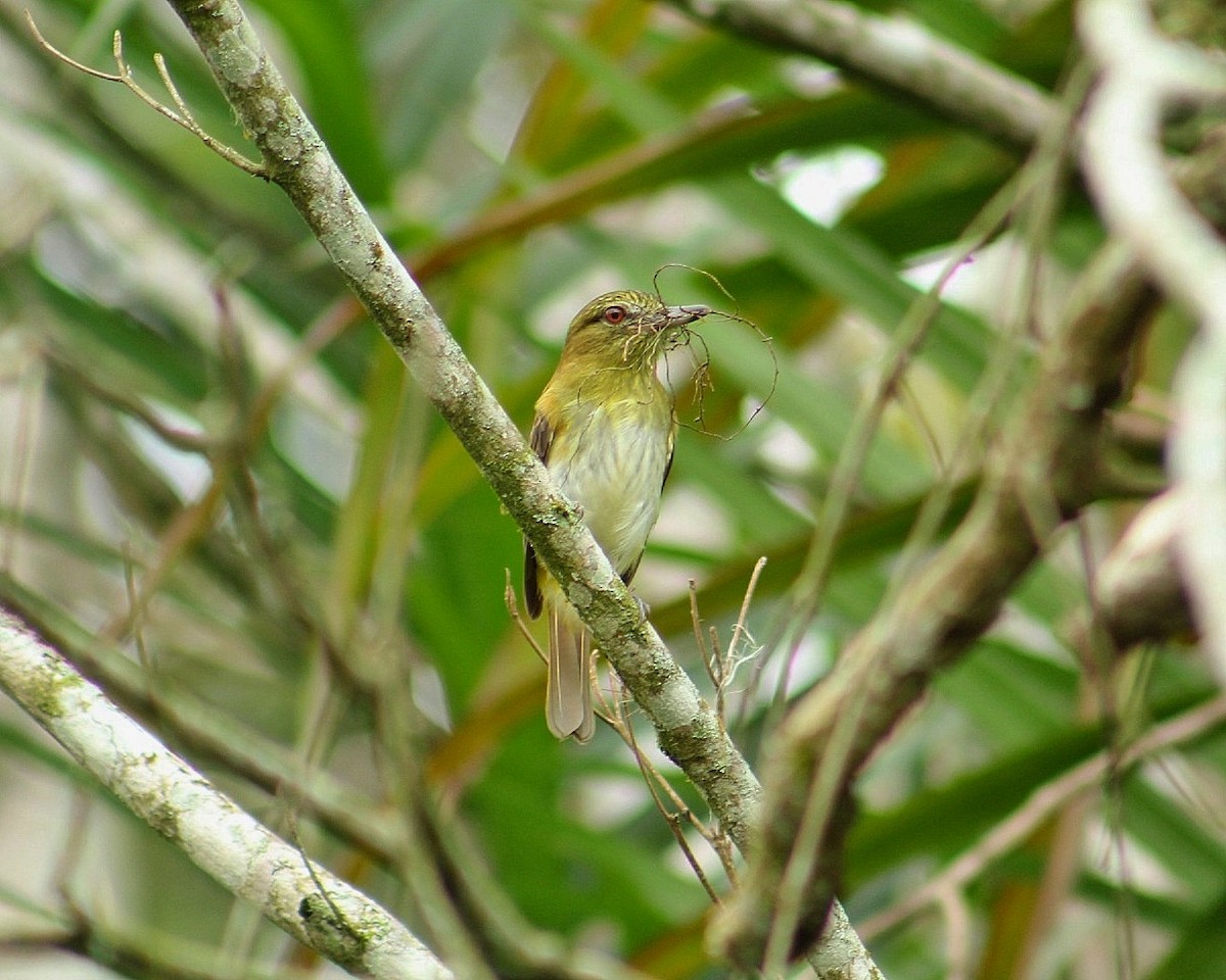 Bright-rumped Attila - ML631538569