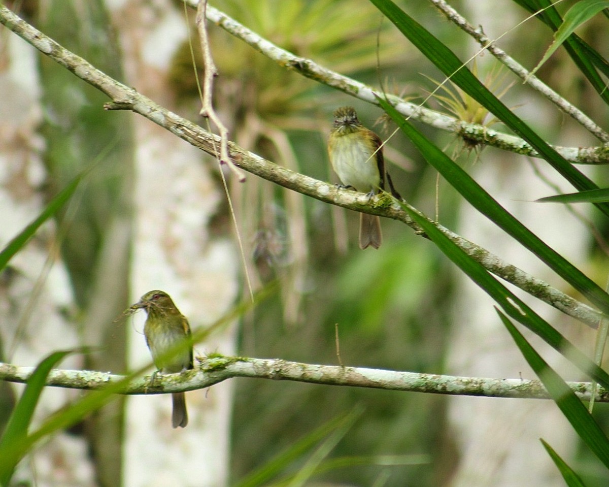 Bright-rumped Attila - ML631538733