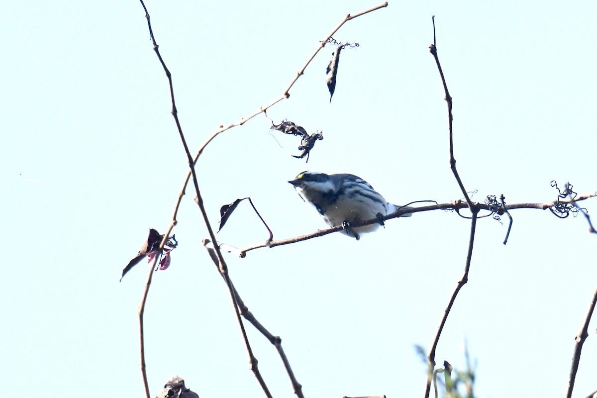 gråparula - ML631538972