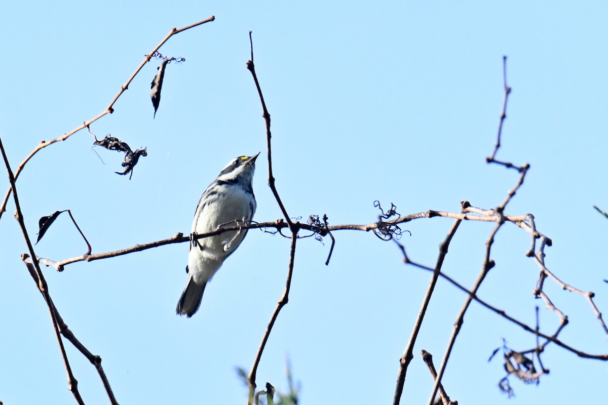 gråparula - ML631538973