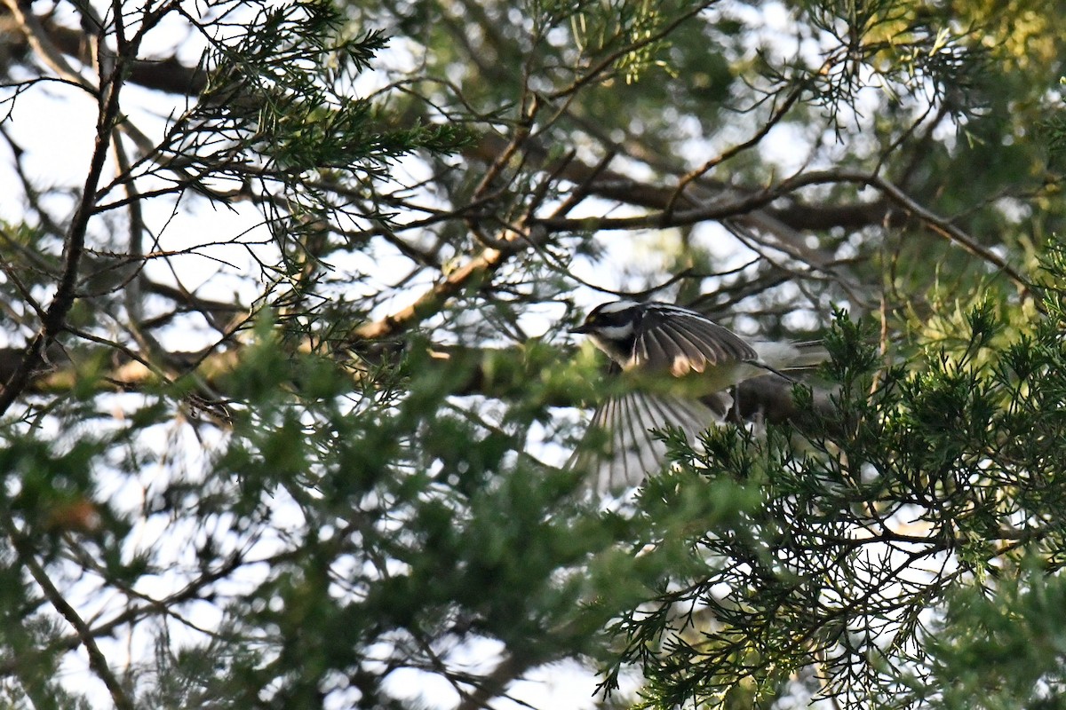 gråparula - ML631538974