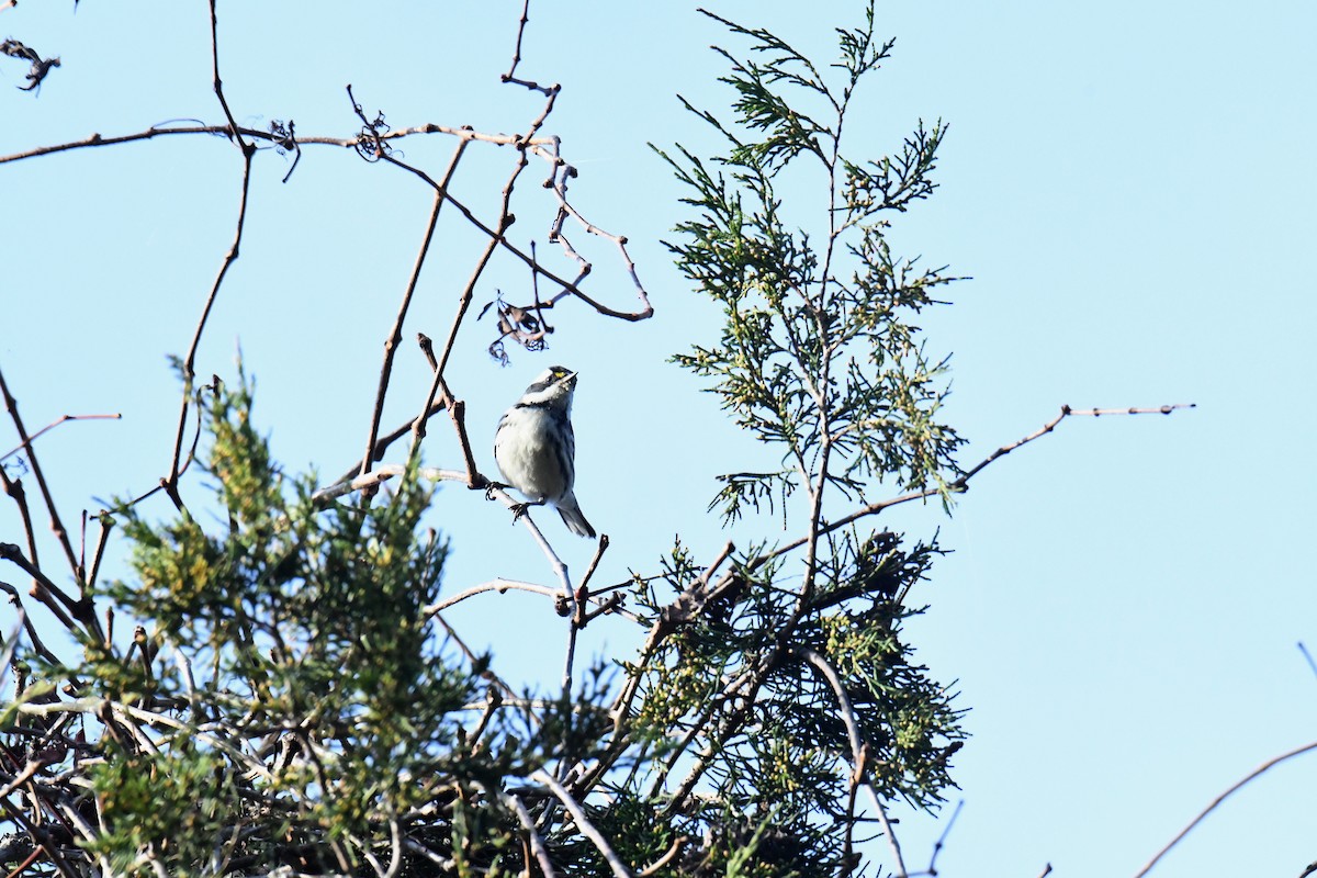 gråparula - ML631538975