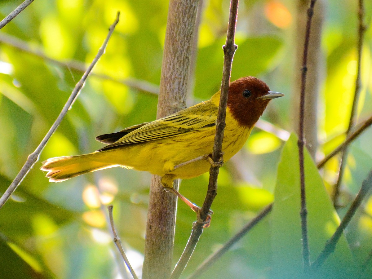 Yellow Warbler (Mangrove) - ML631539382