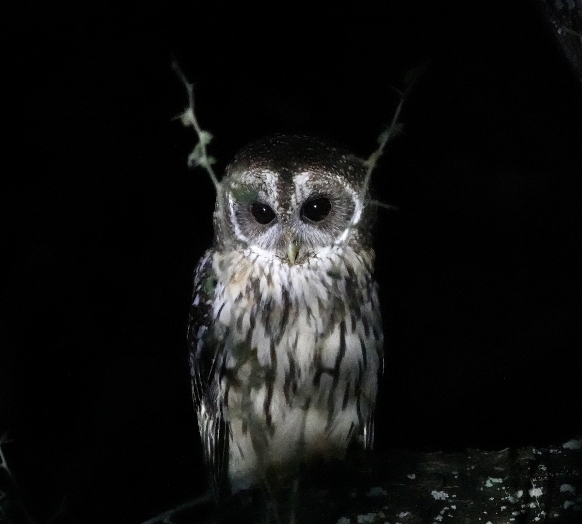 Mottled Owl - ML631539405