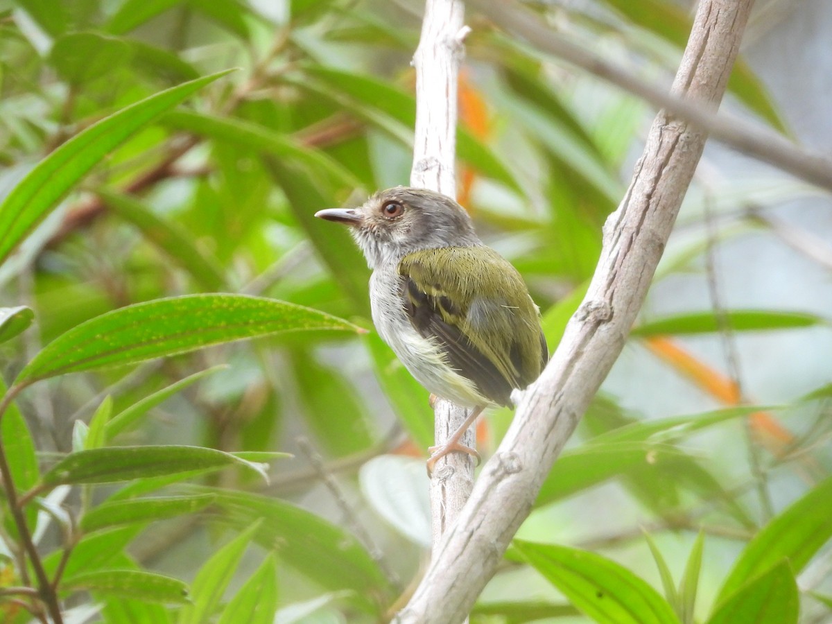 White-bellied Pygmy-Tyrant - ML631539566