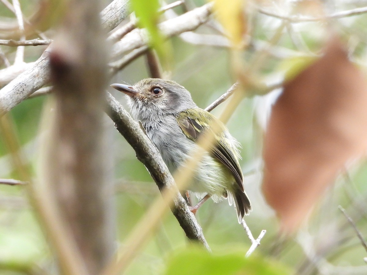 White-bellied Pygmy-Tyrant - ML631539567