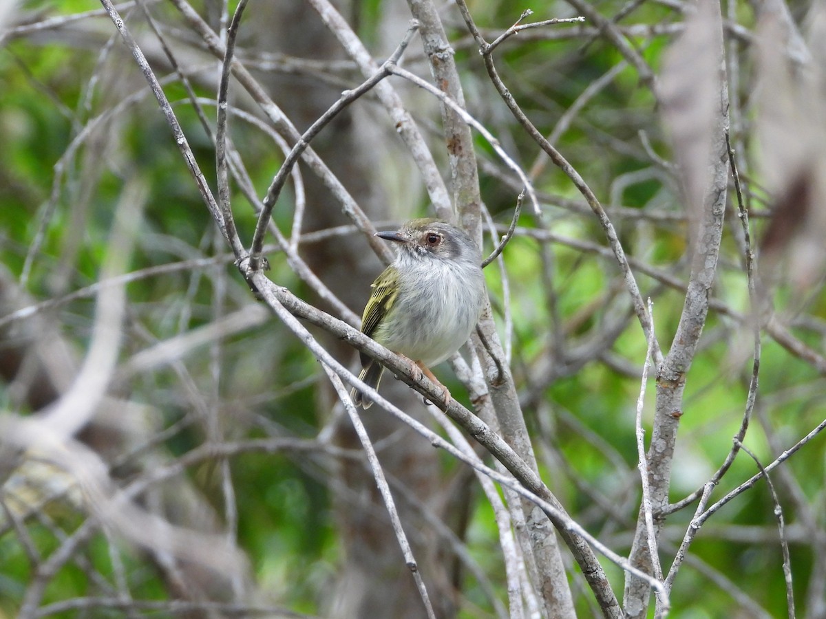 White-bellied Pygmy-Tyrant - ML631539568