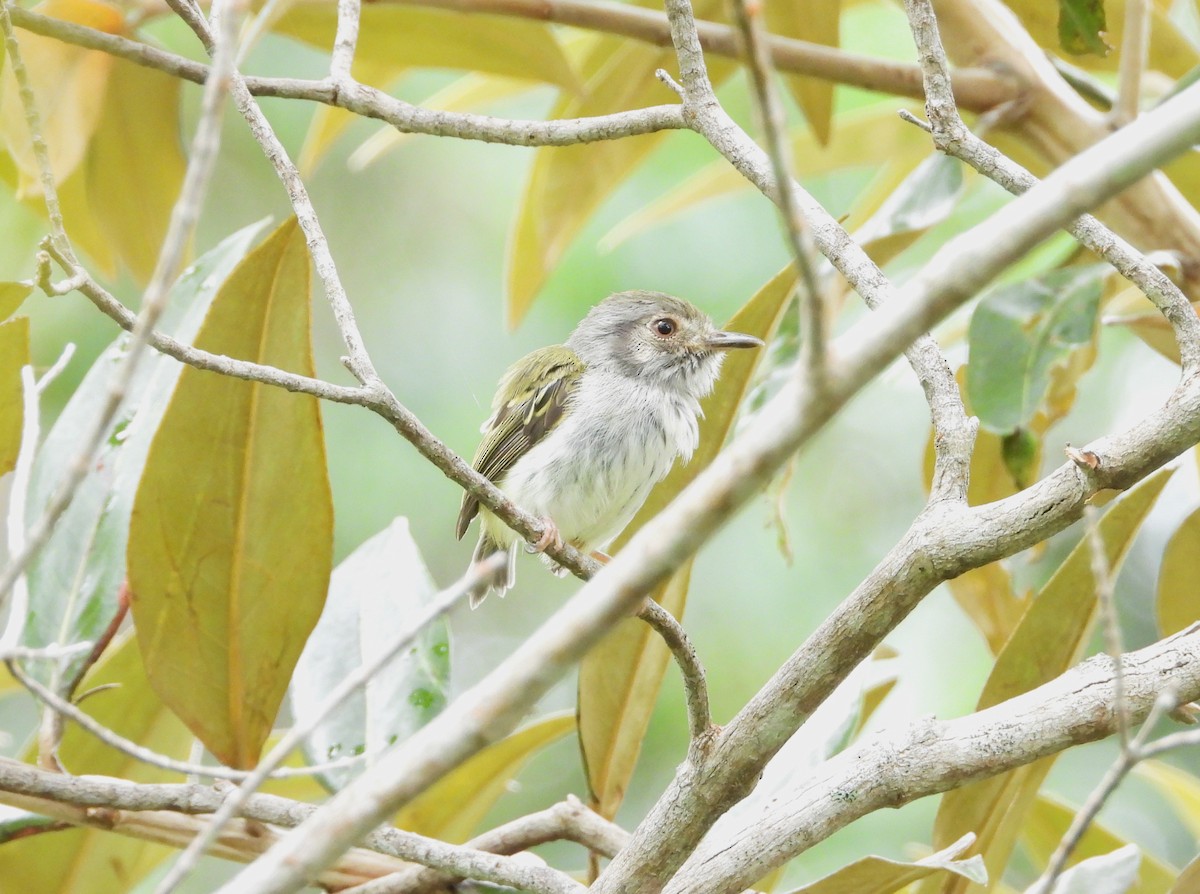White-bellied Pygmy-Tyrant - ML631539570