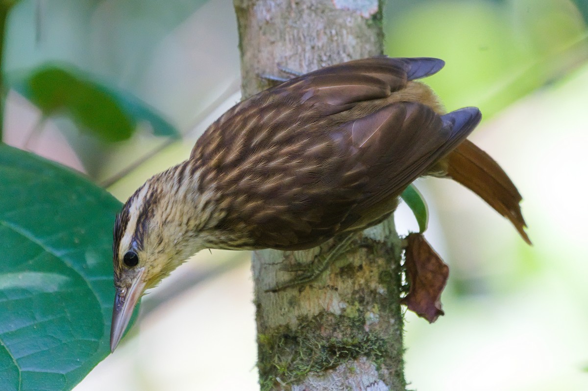 Pale-browed Treehunter - ML631539601