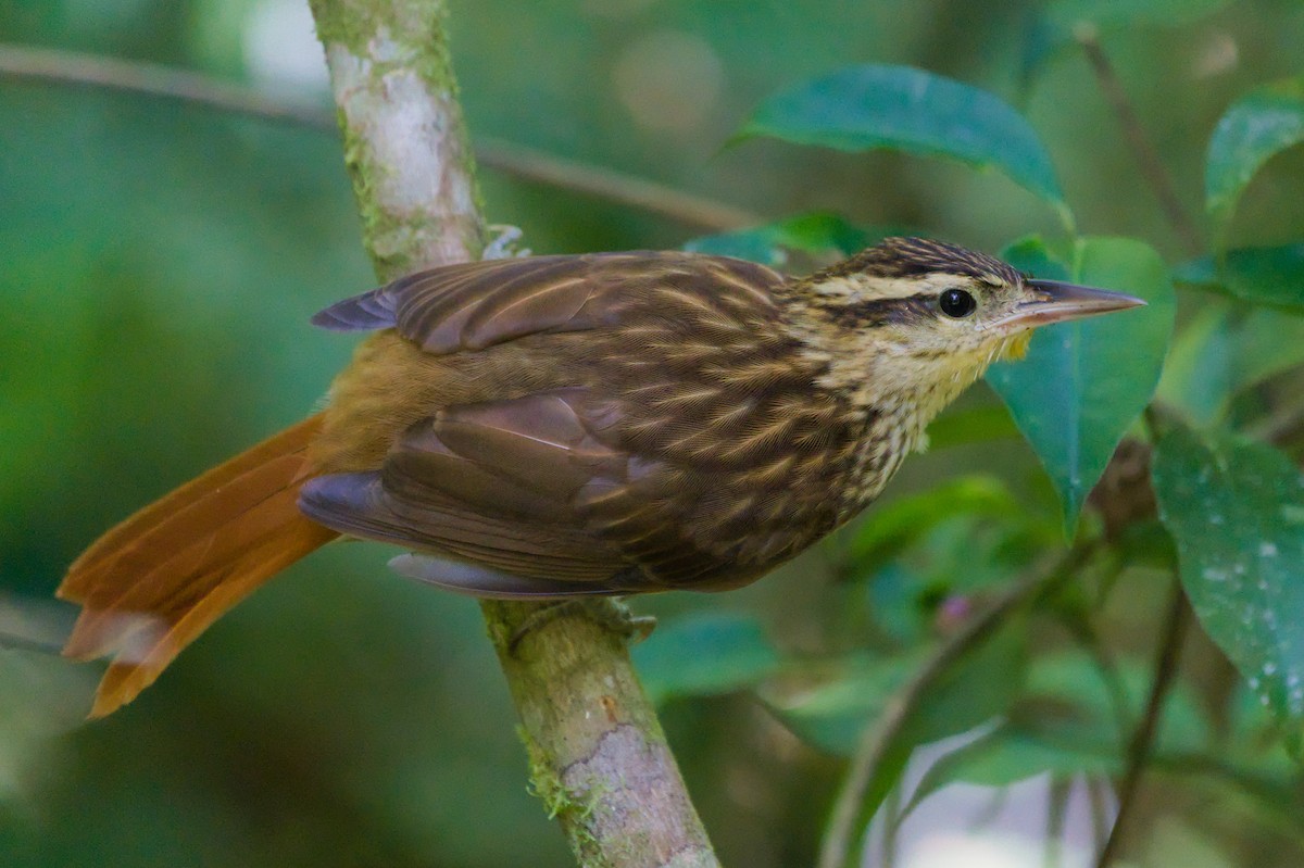 Pale-browed Treehunter - ML631539602