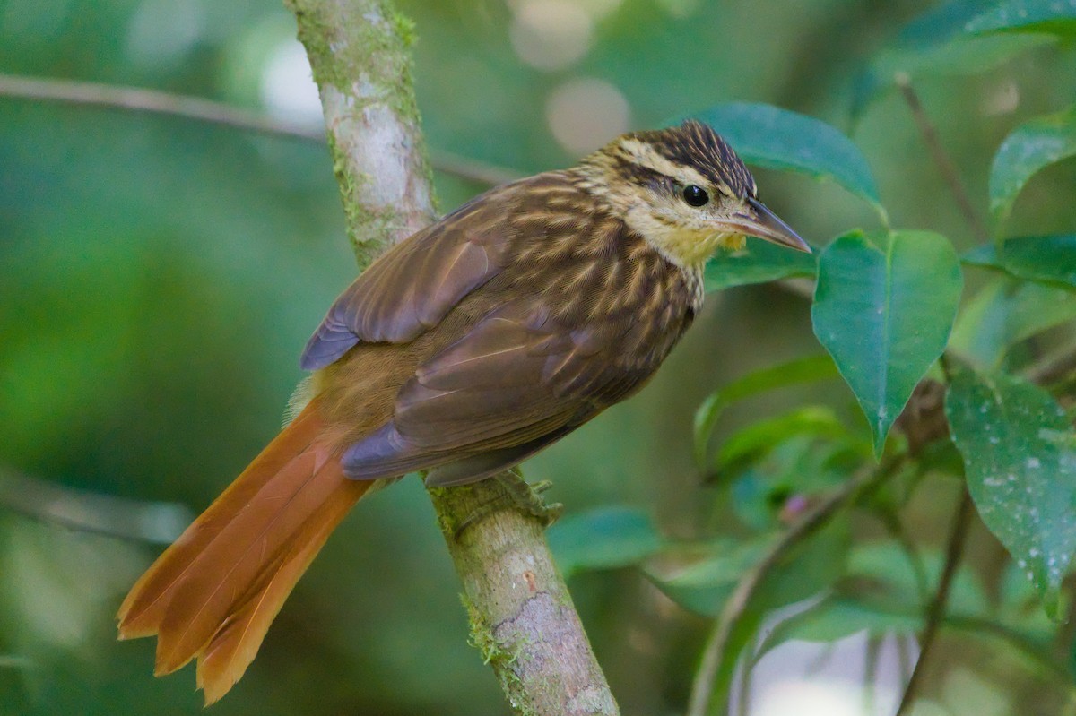 Pale-browed Treehunter - ML631539604