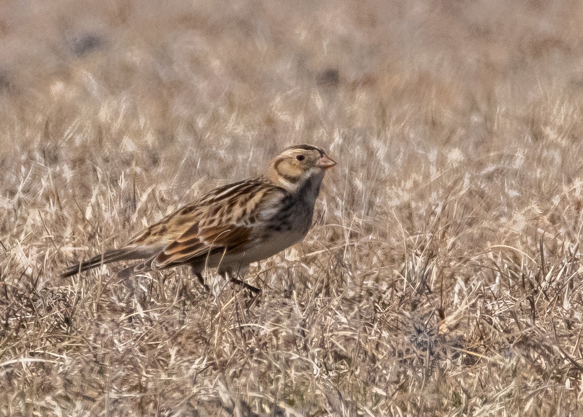 Lapland Longspur - ML631540135