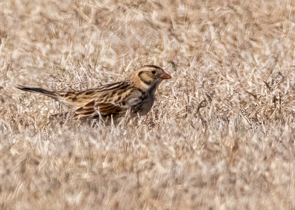 Lapland Longspur - ML631540136