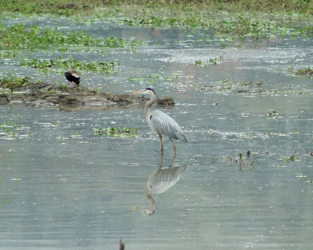 Great Blue Heron - ML631540336