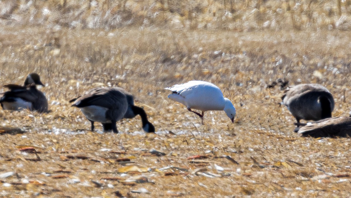 husa bělostná - ML631540482