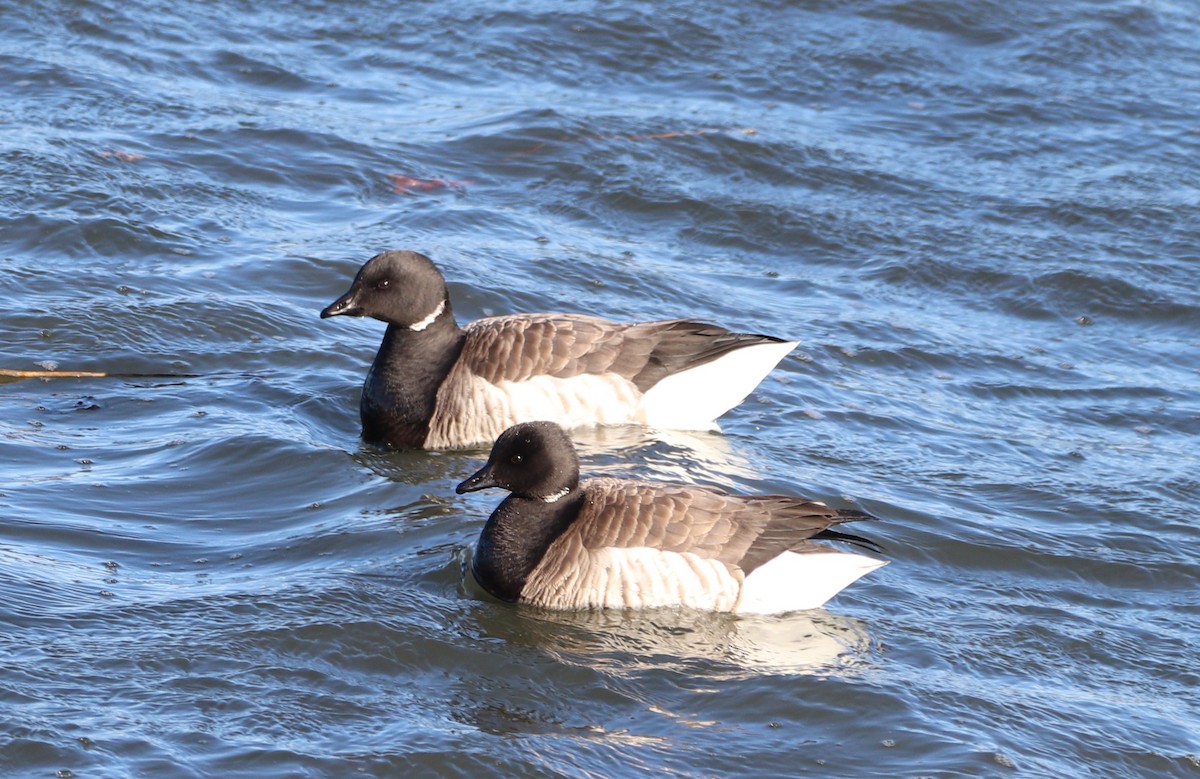 New York Breeding Bird Atlas Checklist - 2 Mar 2025 - Fort Totten Park ...