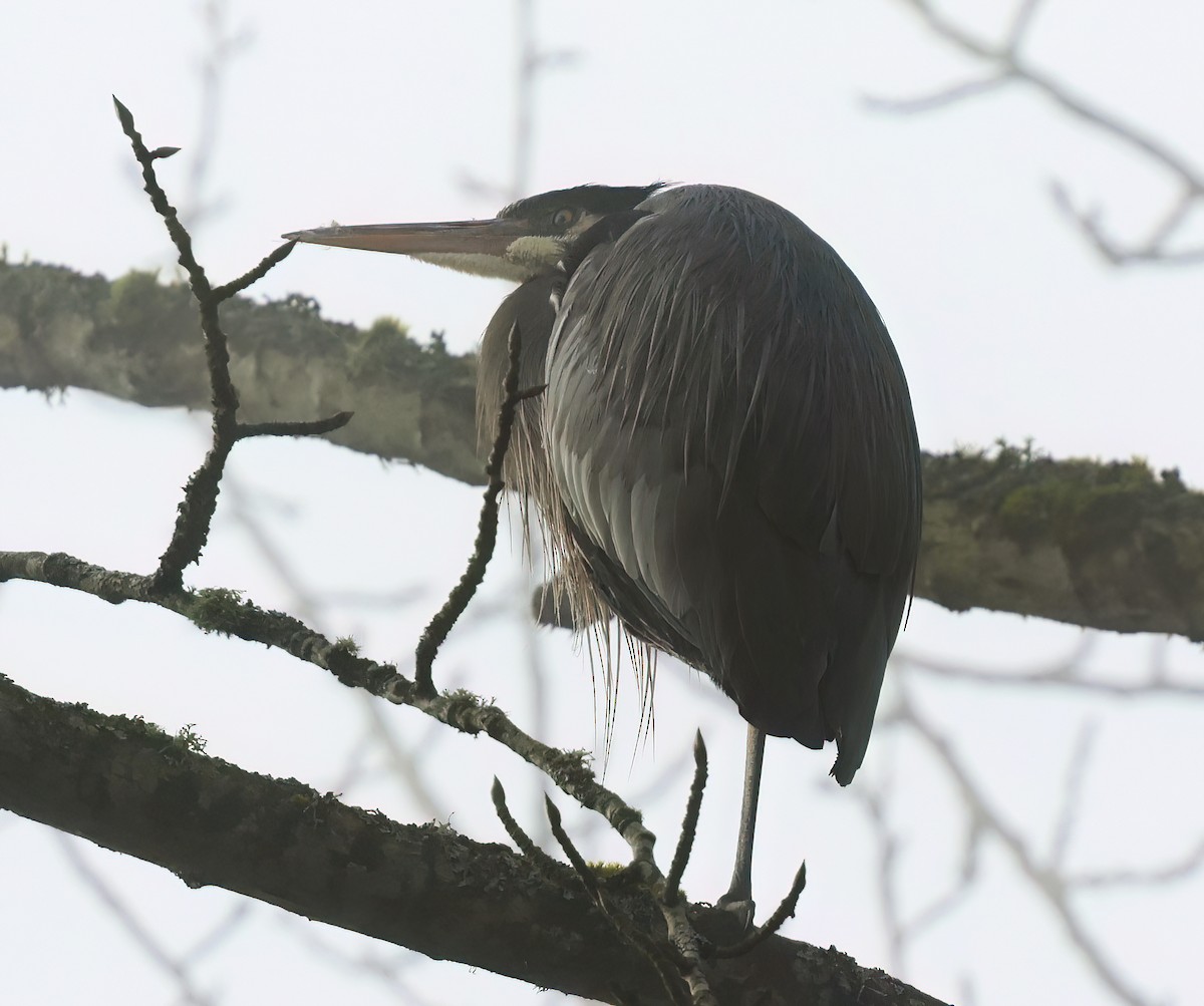 Great Blue Heron - ML631540871