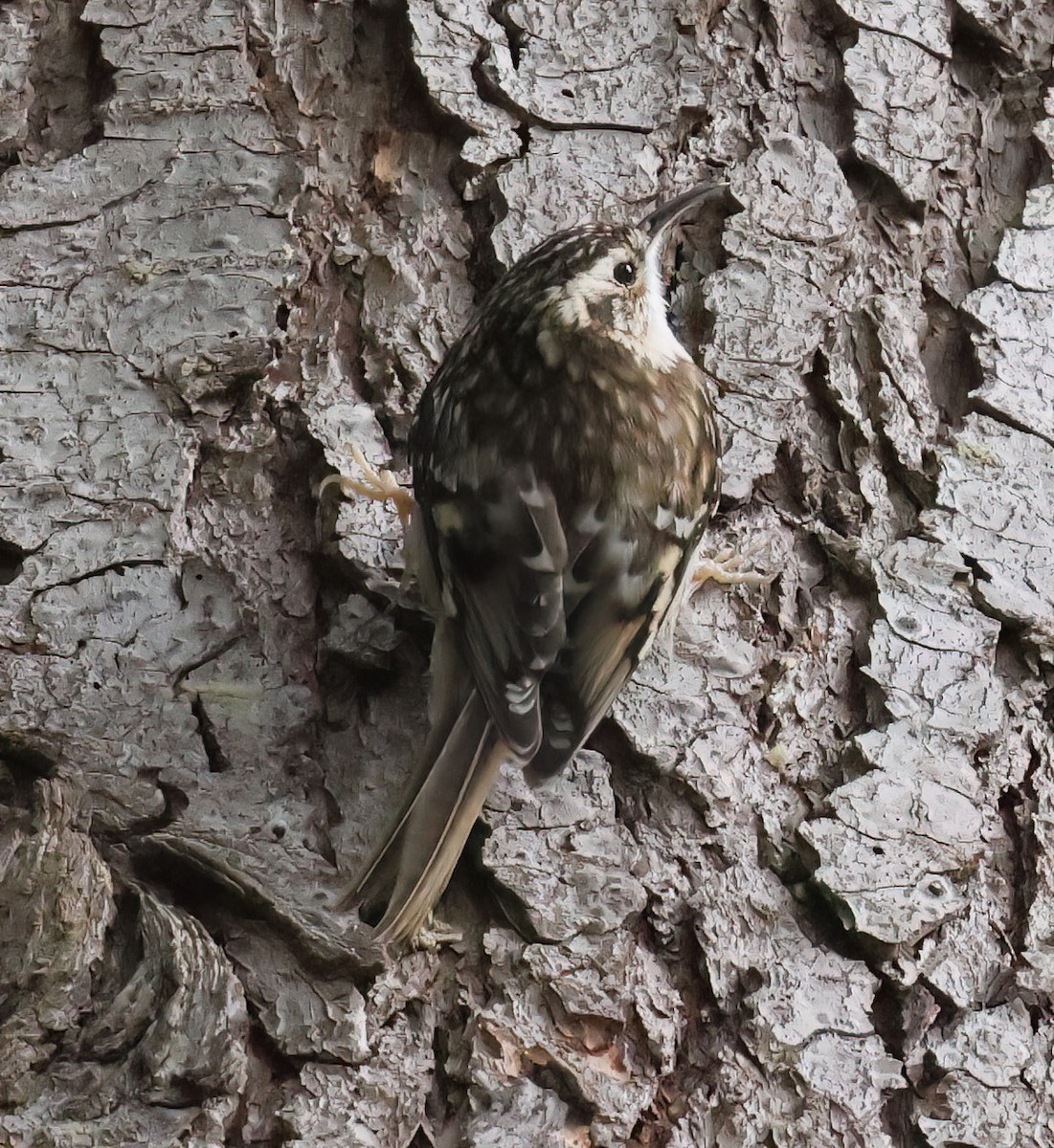 Brown Creeper - ML631540903