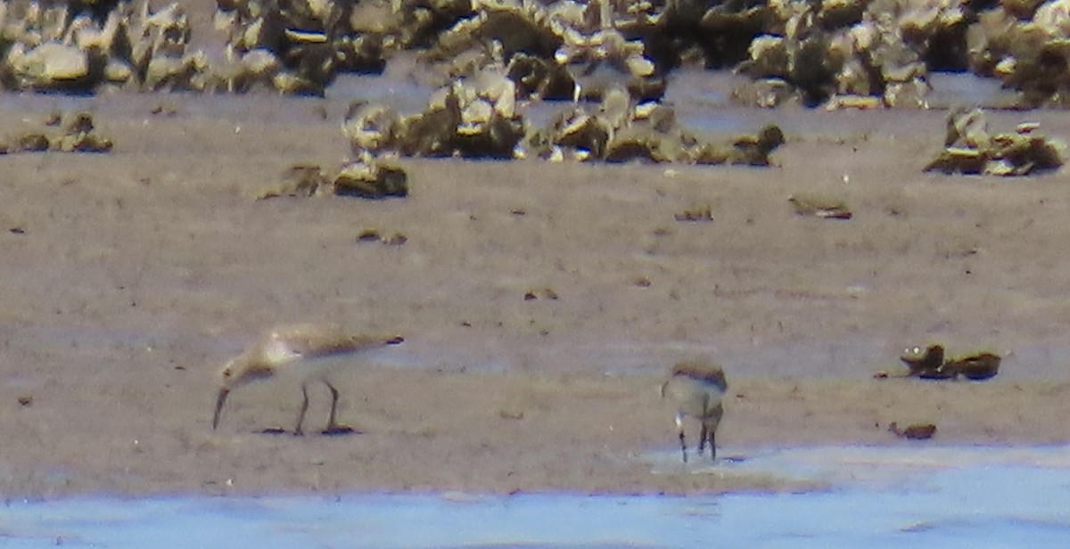 Dunlin - ML631540914