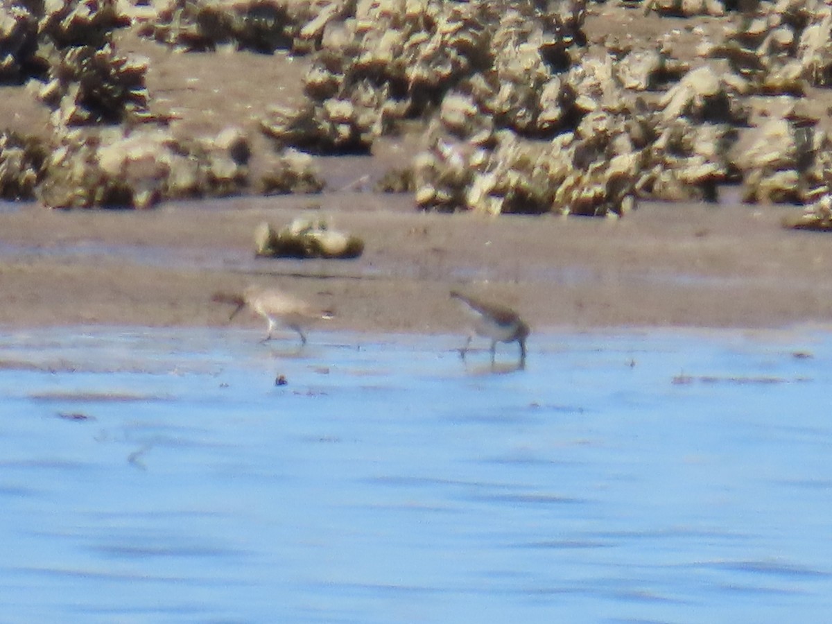 Dunlin - ML631540915