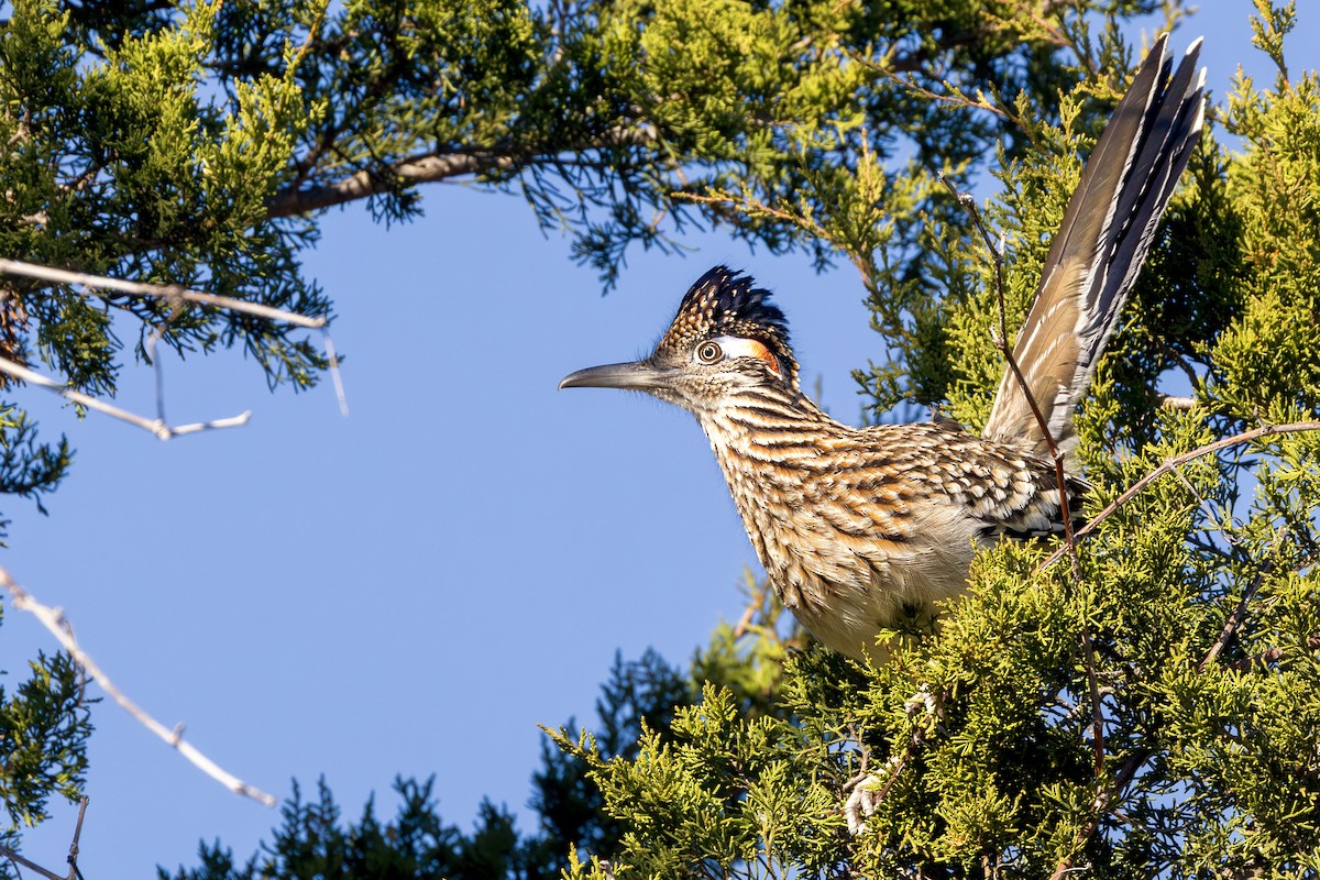 Greater Roadrunner - ML631540976