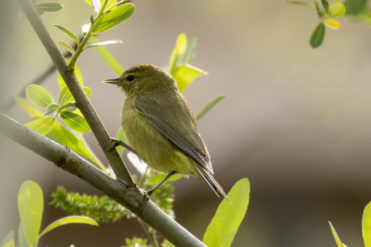 Orange-crowned Warbler - ML631541171