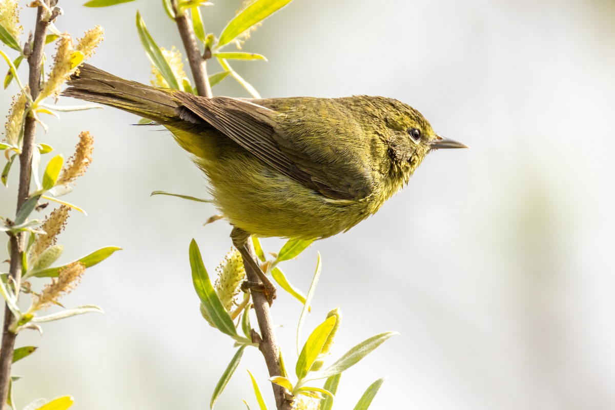Orange-crowned Warbler - ML631541172