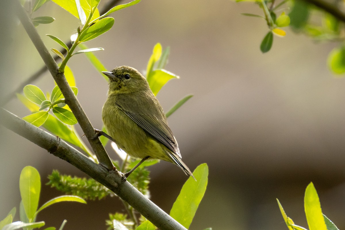 Orange-crowned Warbler - ML631541173