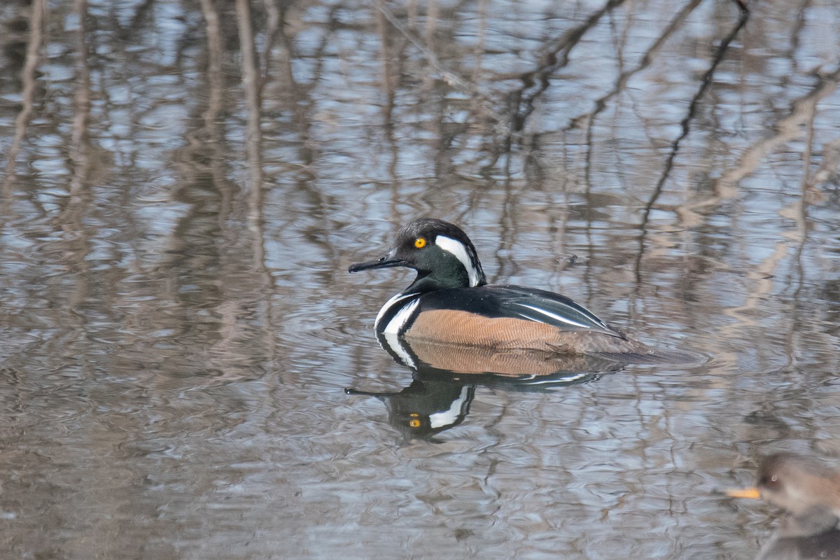 Hooded Merganser - ML631541194