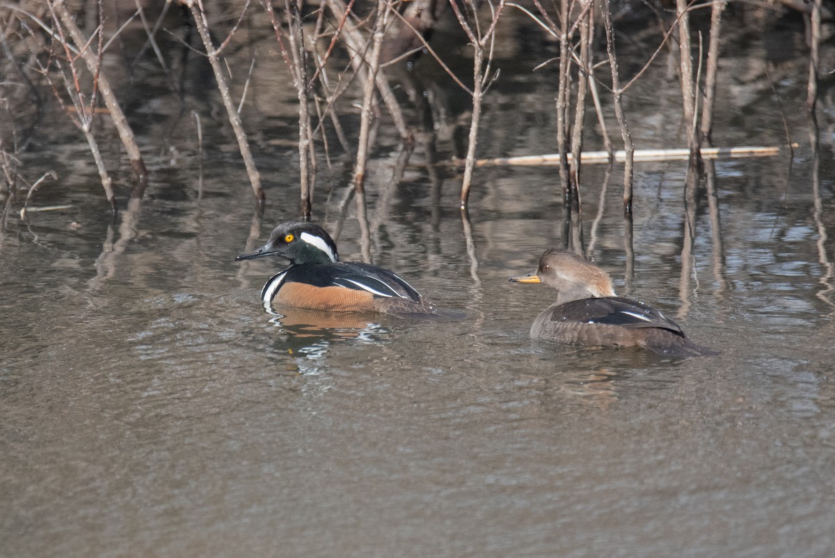 Hooded Merganser - ML631541195