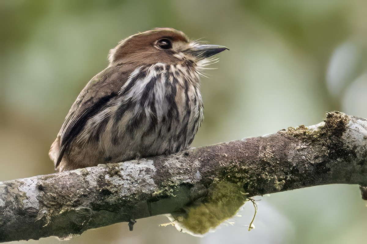 Lanceolated Monklet - ML631541228