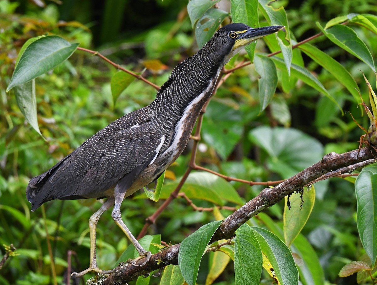 Fasciated Tiger-Heron - ML631541235