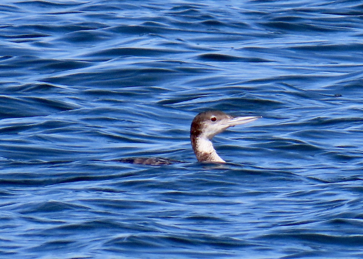 Common Loon - ML631541242