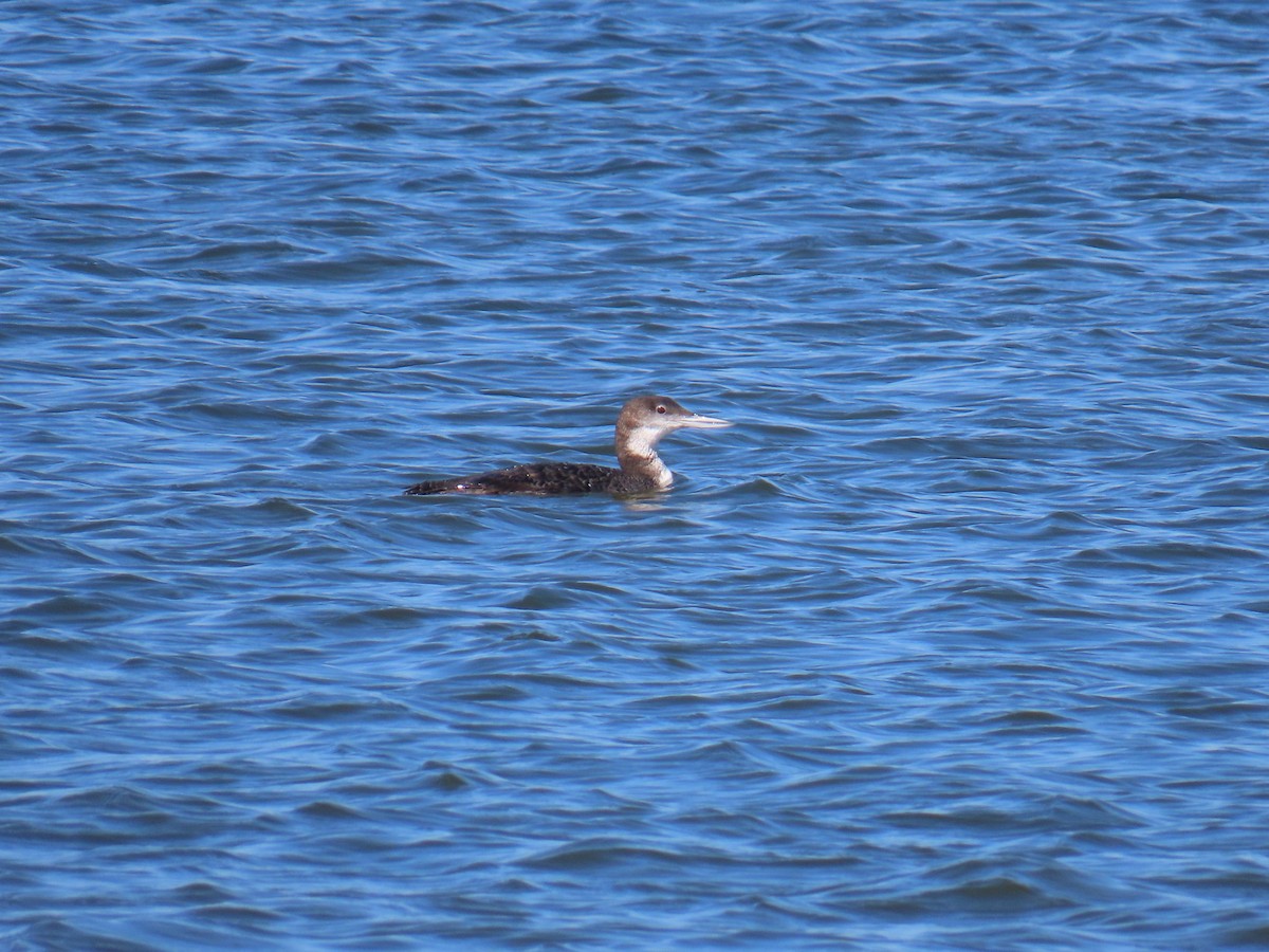 Common Loon - ML631541243