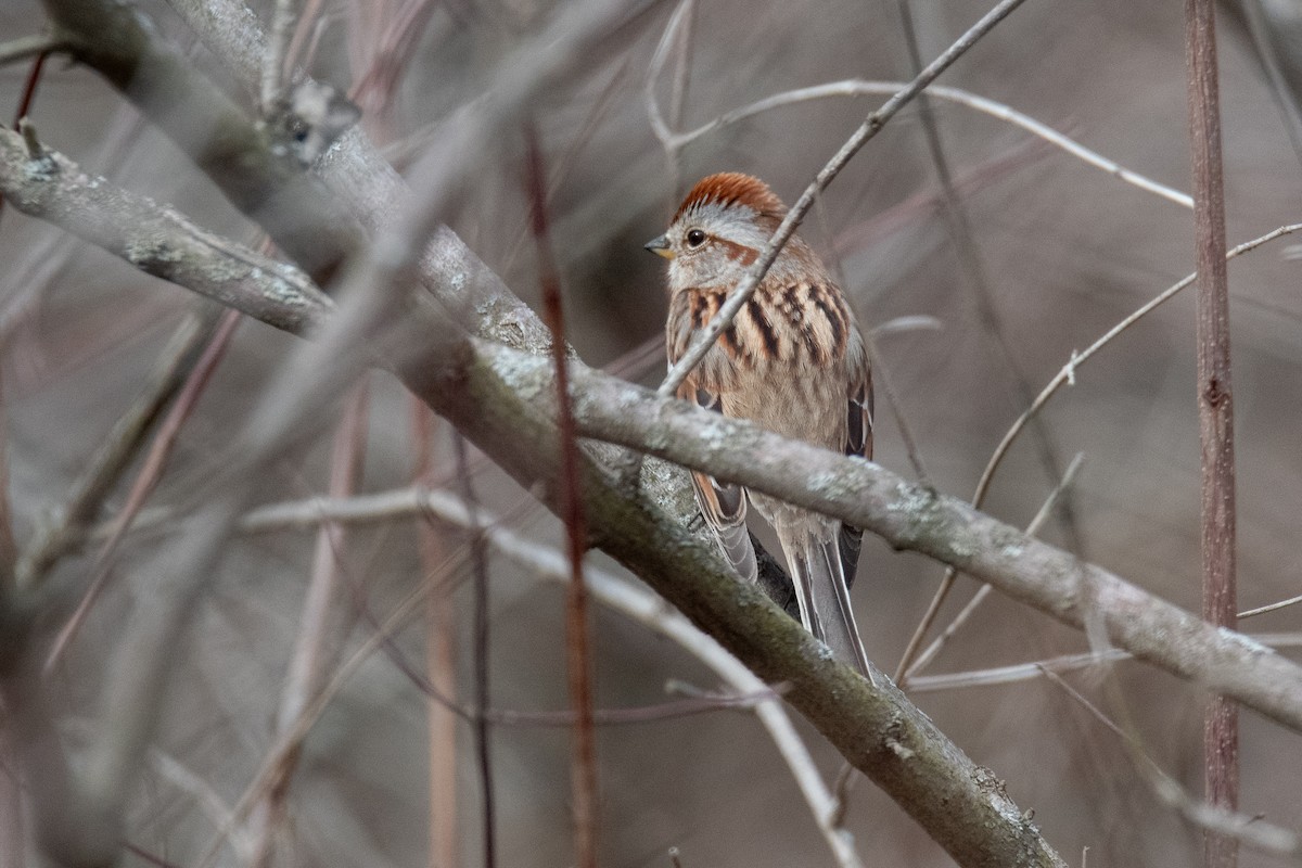 American Tree Sparrow - ML631541245