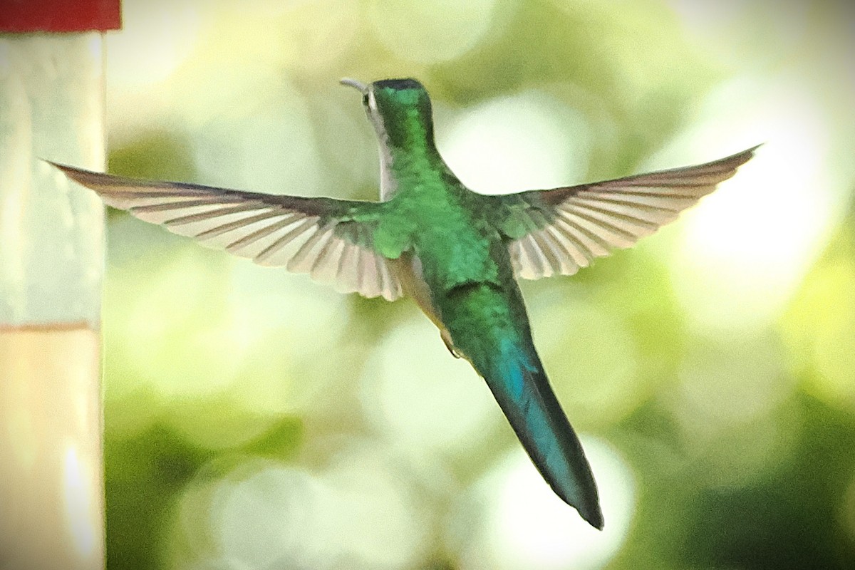 Wedge-tailed Sabrewing - ML631541267