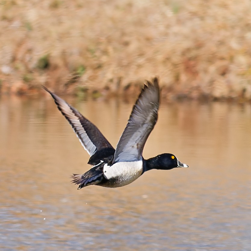 Ring-necked Duck - ML631541354