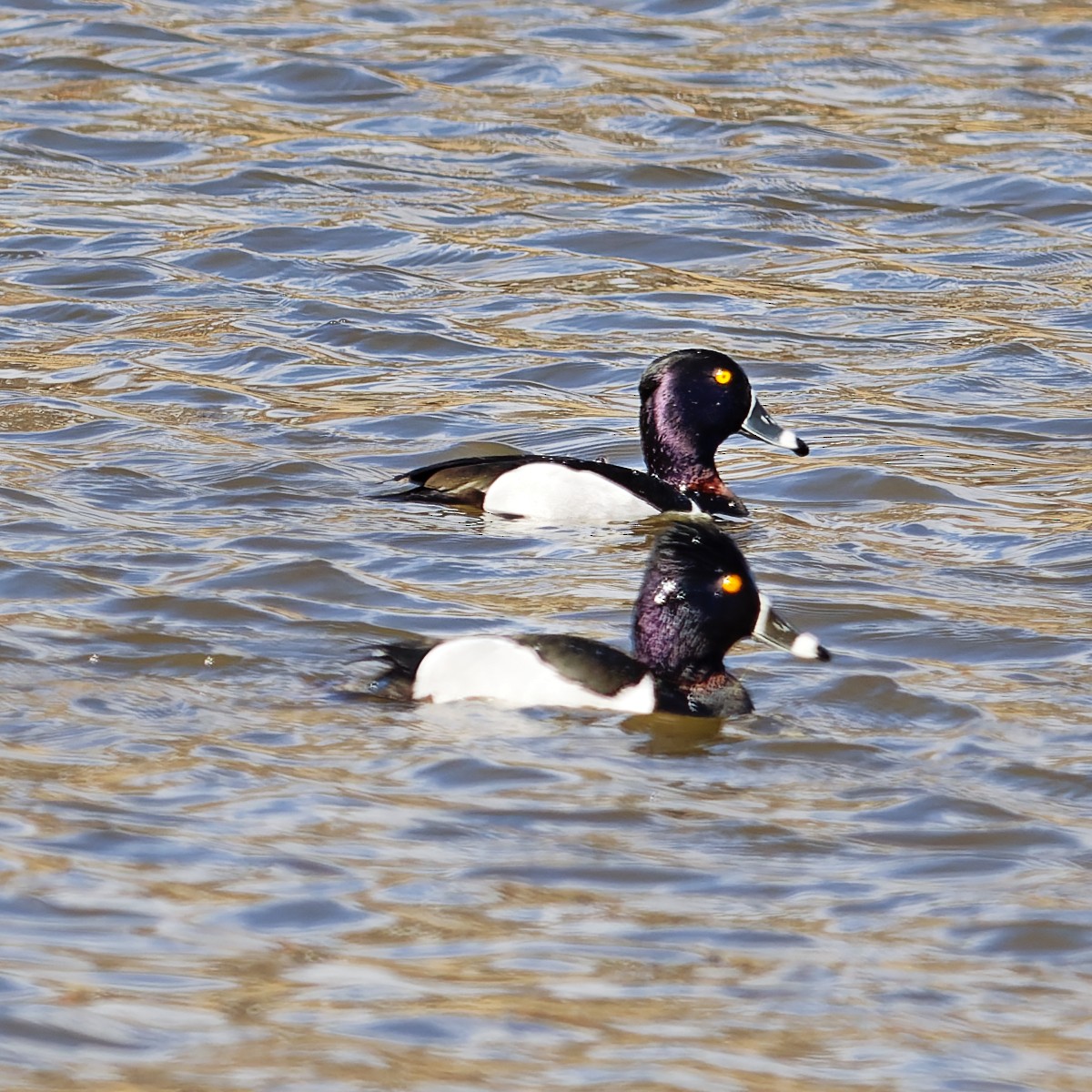 Ring-necked Duck - ML631541355