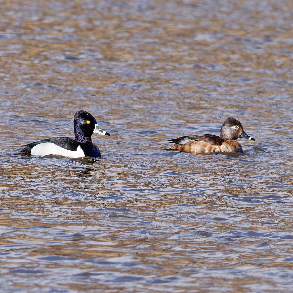 Ring-necked Duck - ML631541356