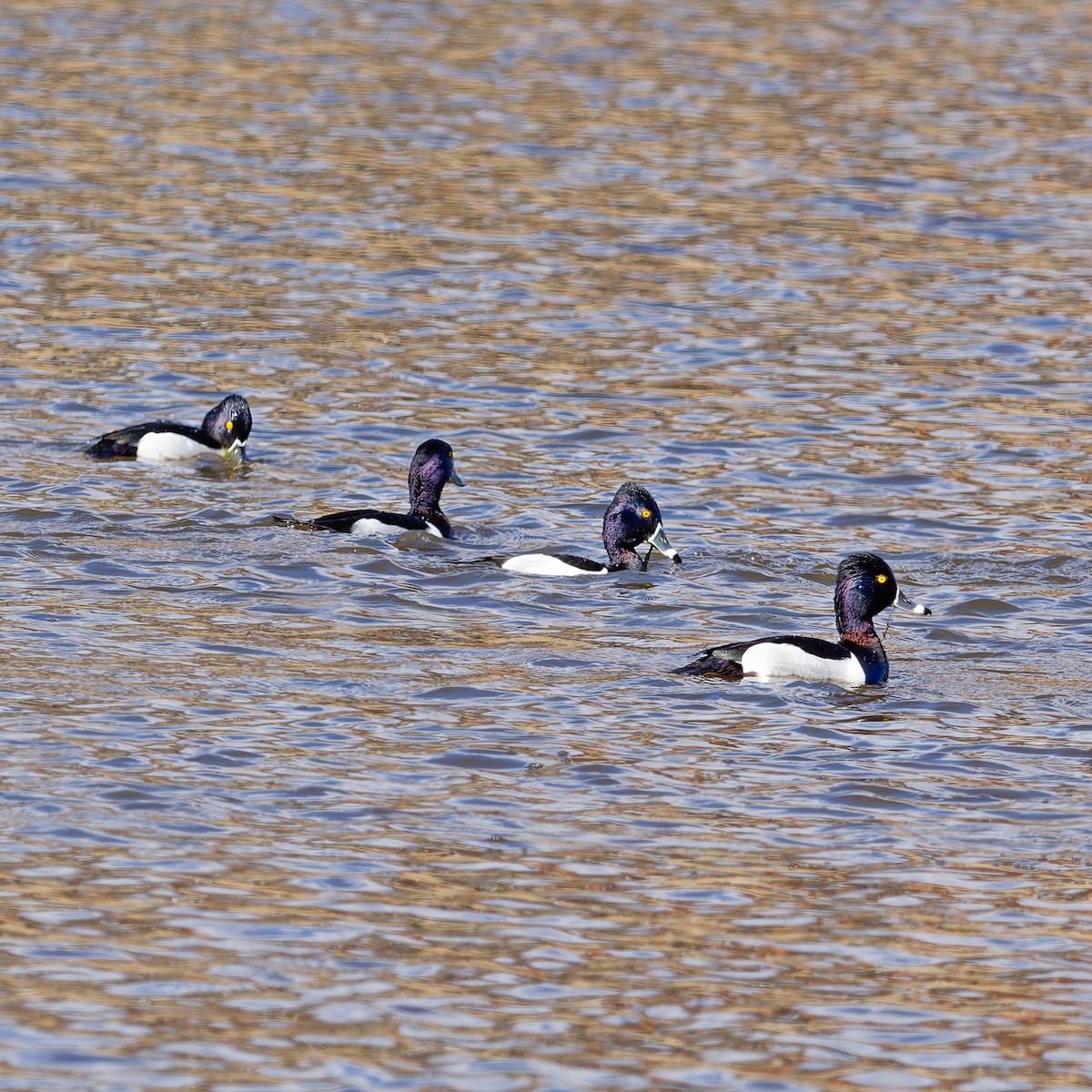 Ring-necked Duck - ML631541358