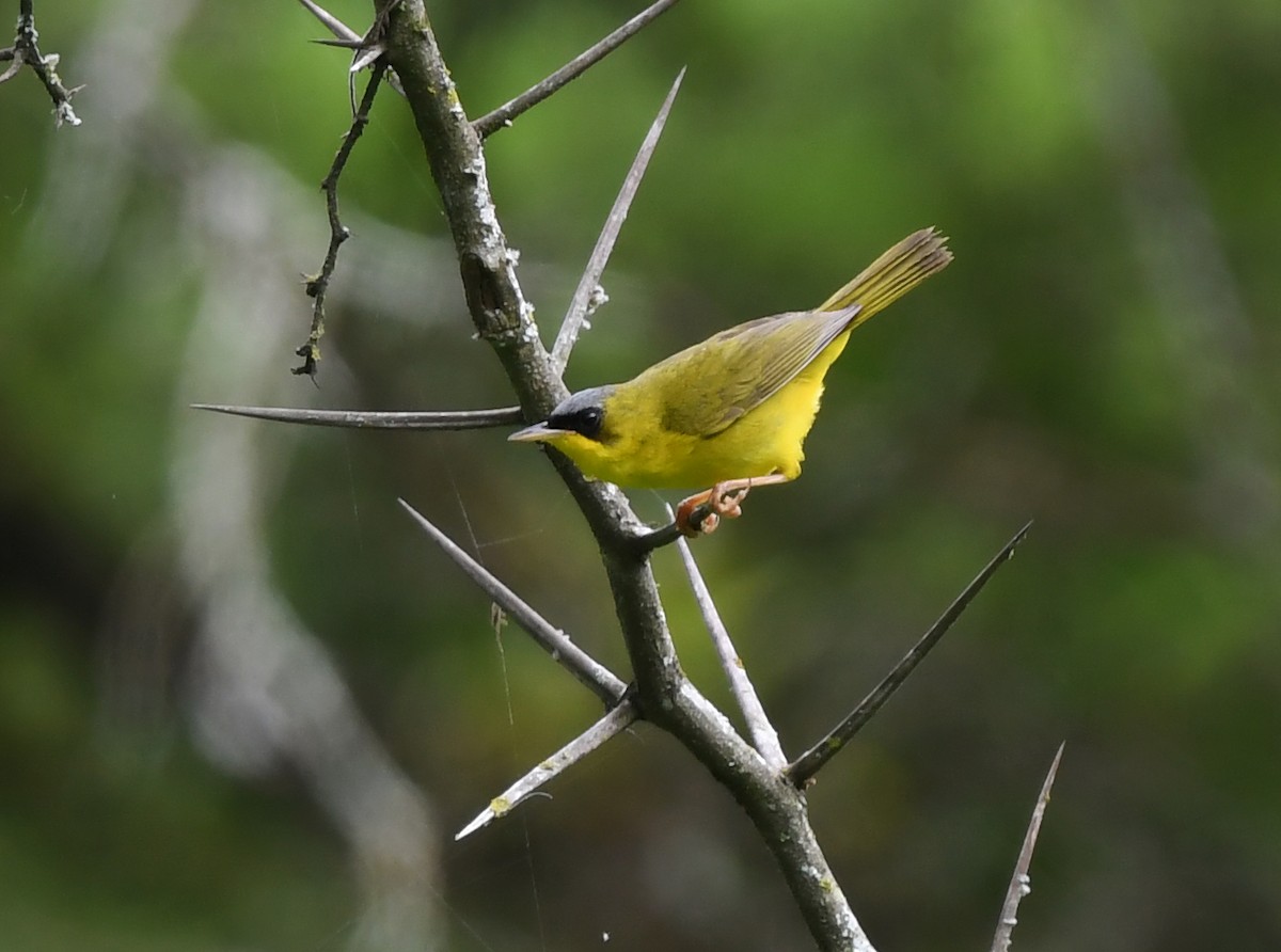 Black-lored Yellowthroat - ML631541440